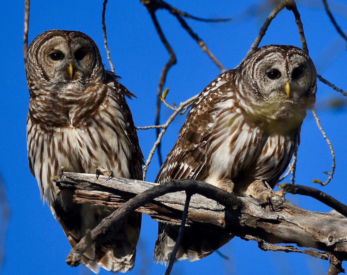 Barred Owl - Win Ahrens
