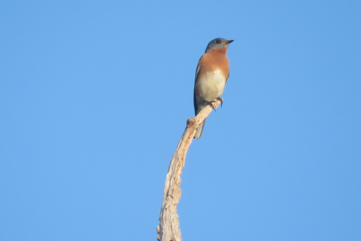 Eastern Bluebird - J. Isaacs