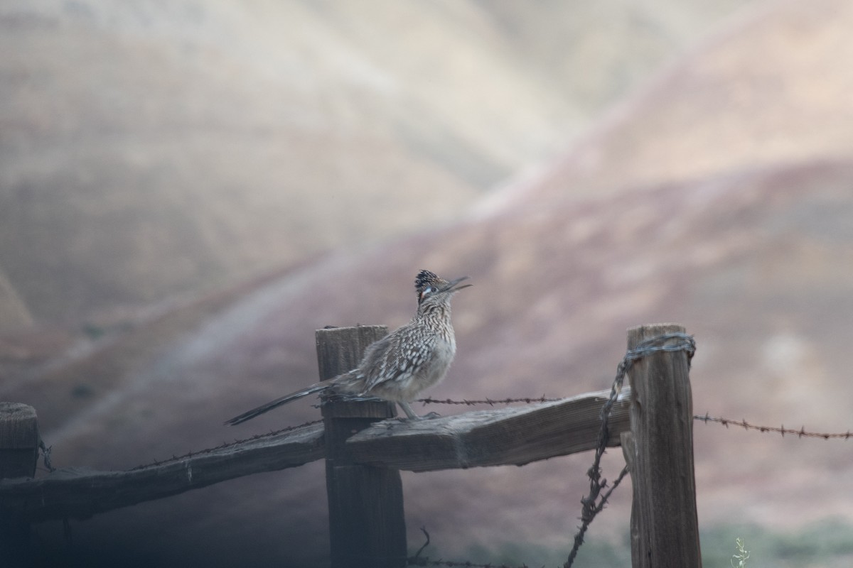 Greater Roadrunner - Sharon J