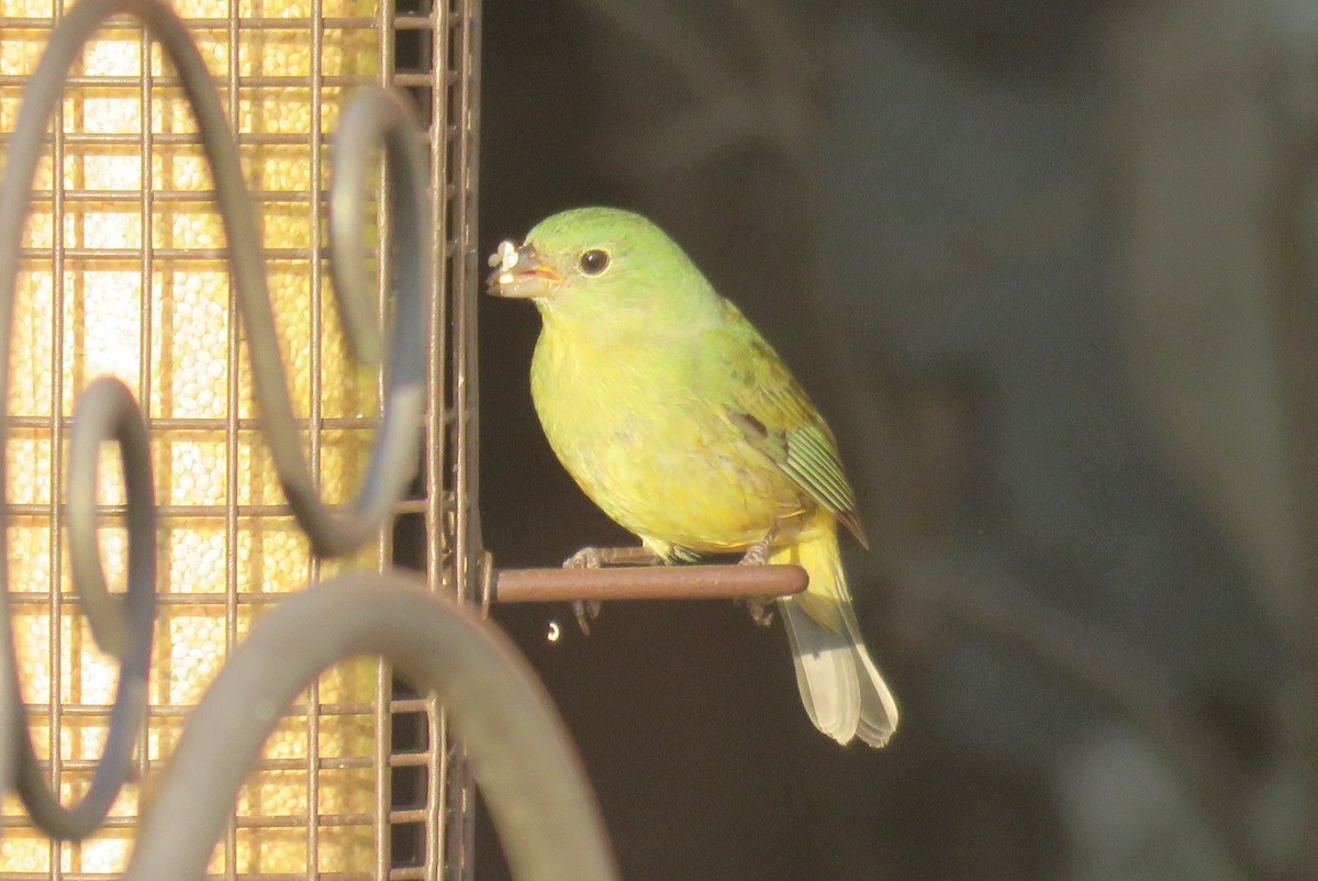 Painted Bunting - J. Isaacs