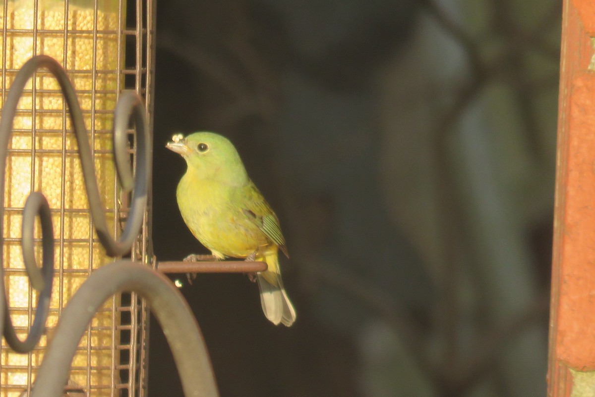 Painted Bunting - ML617455287