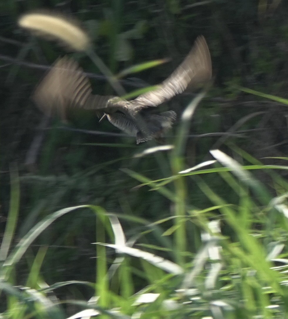 Swinhoe's Snipe - ML617455312