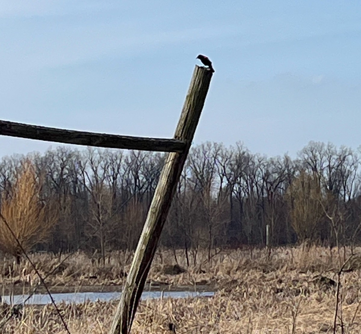 Red-winged Blackbird - ashley leckrone