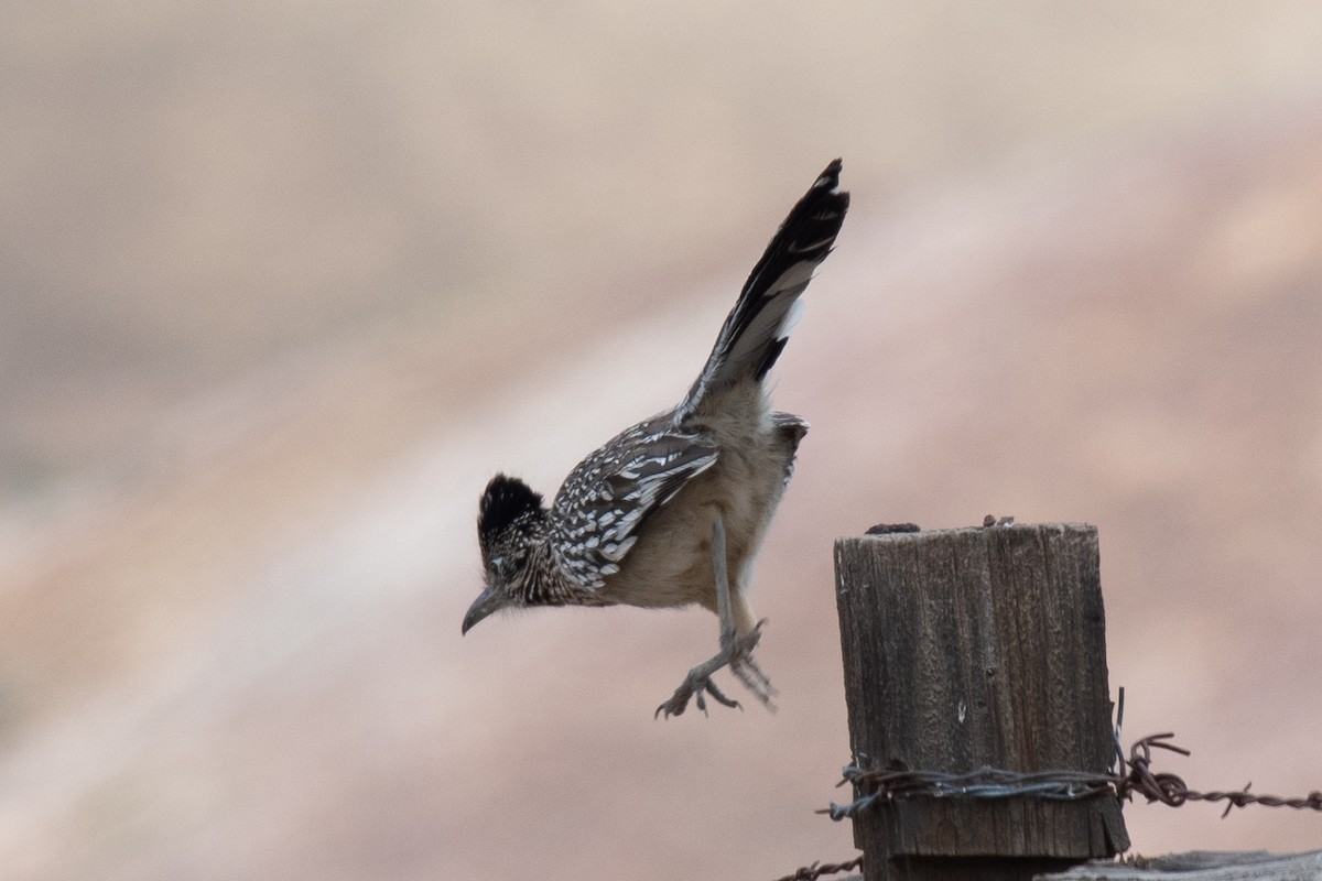 Greater Roadrunner - Sharon J