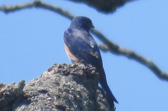 Barn Swallow - ML617455418