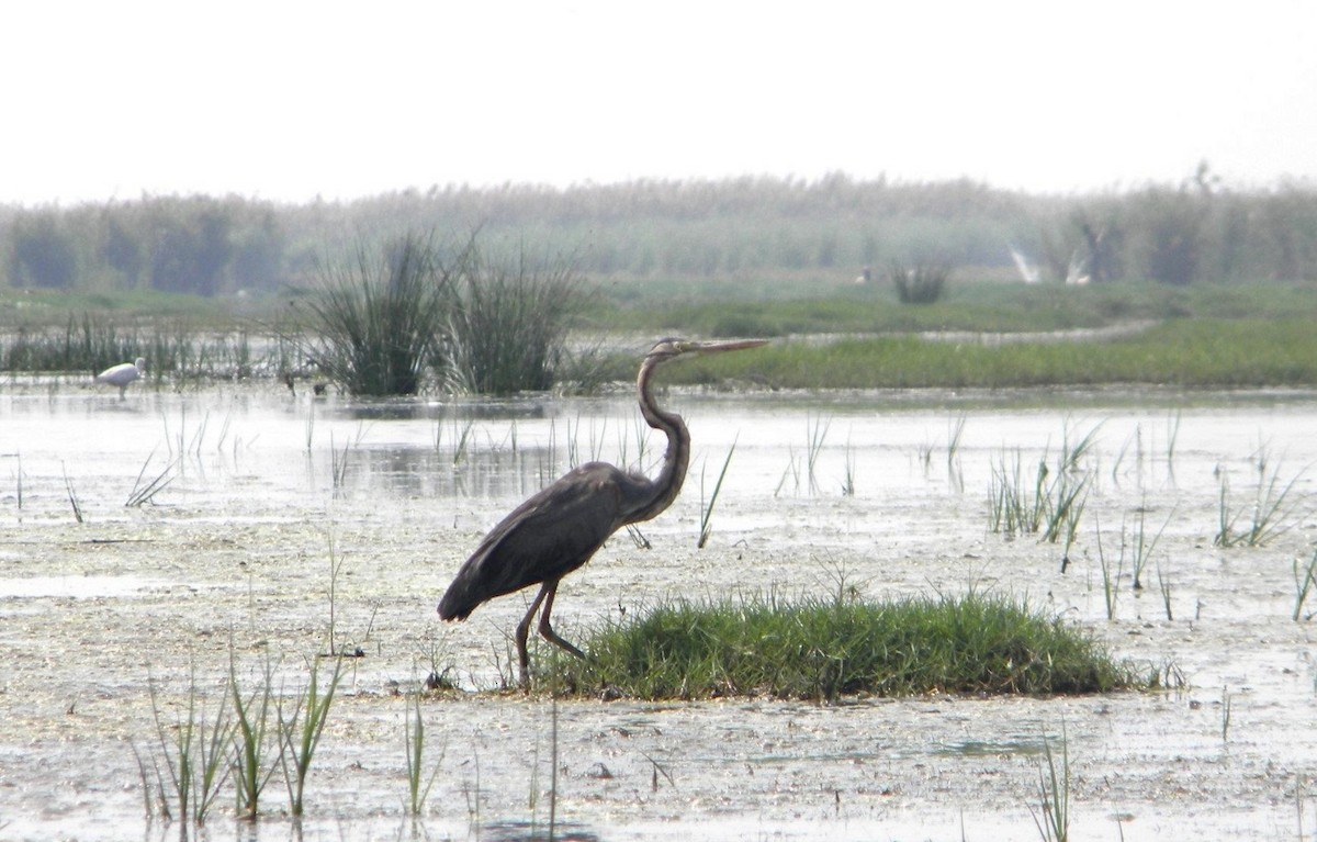 Purple Heron - ML617455434