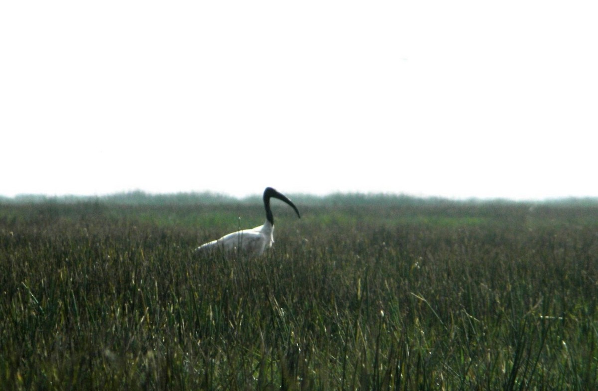 ibis černohlavý - ML617455438