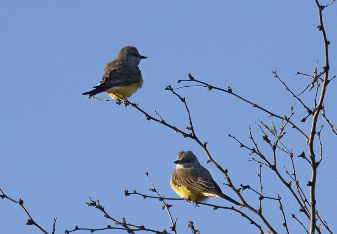 Schmalschnabel-Königstyrann - ML617455516