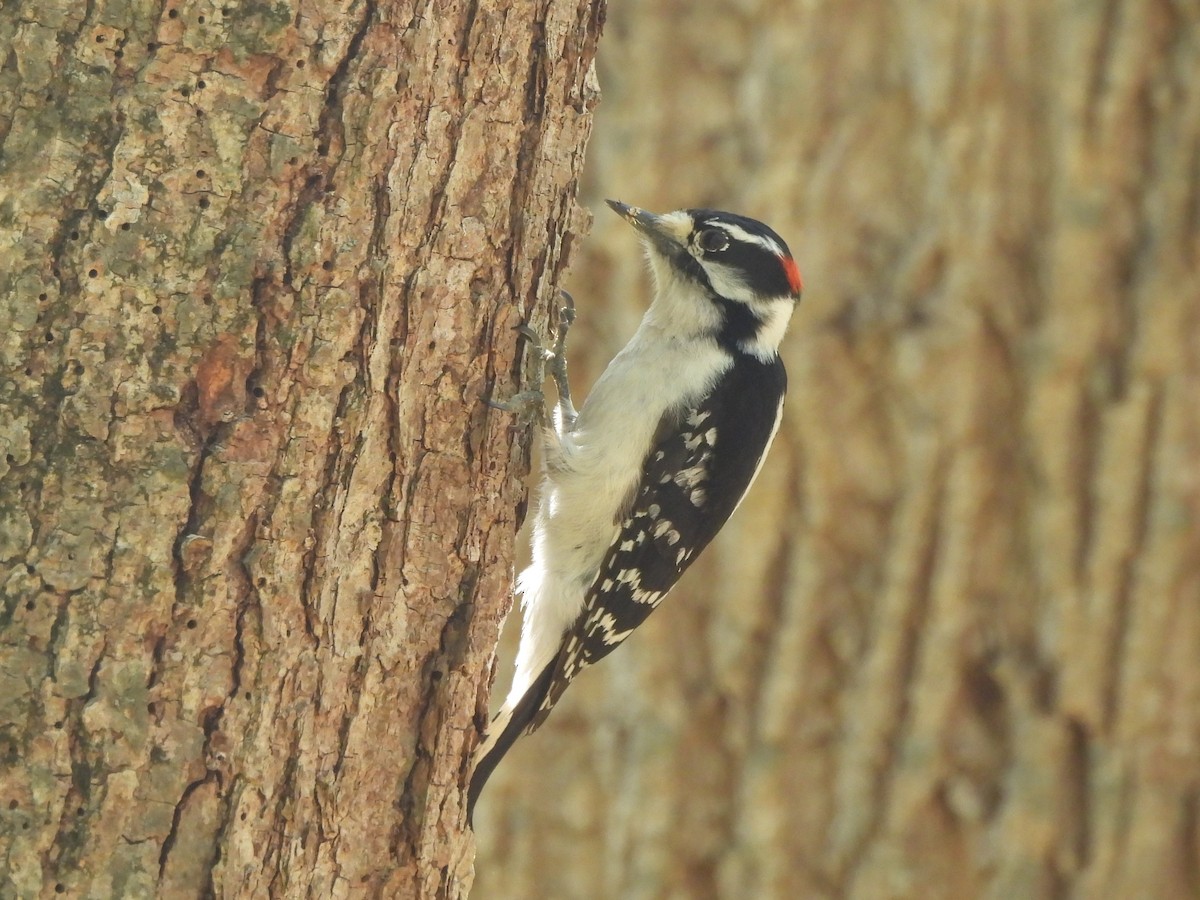 Downy Woodpecker - ML617455555