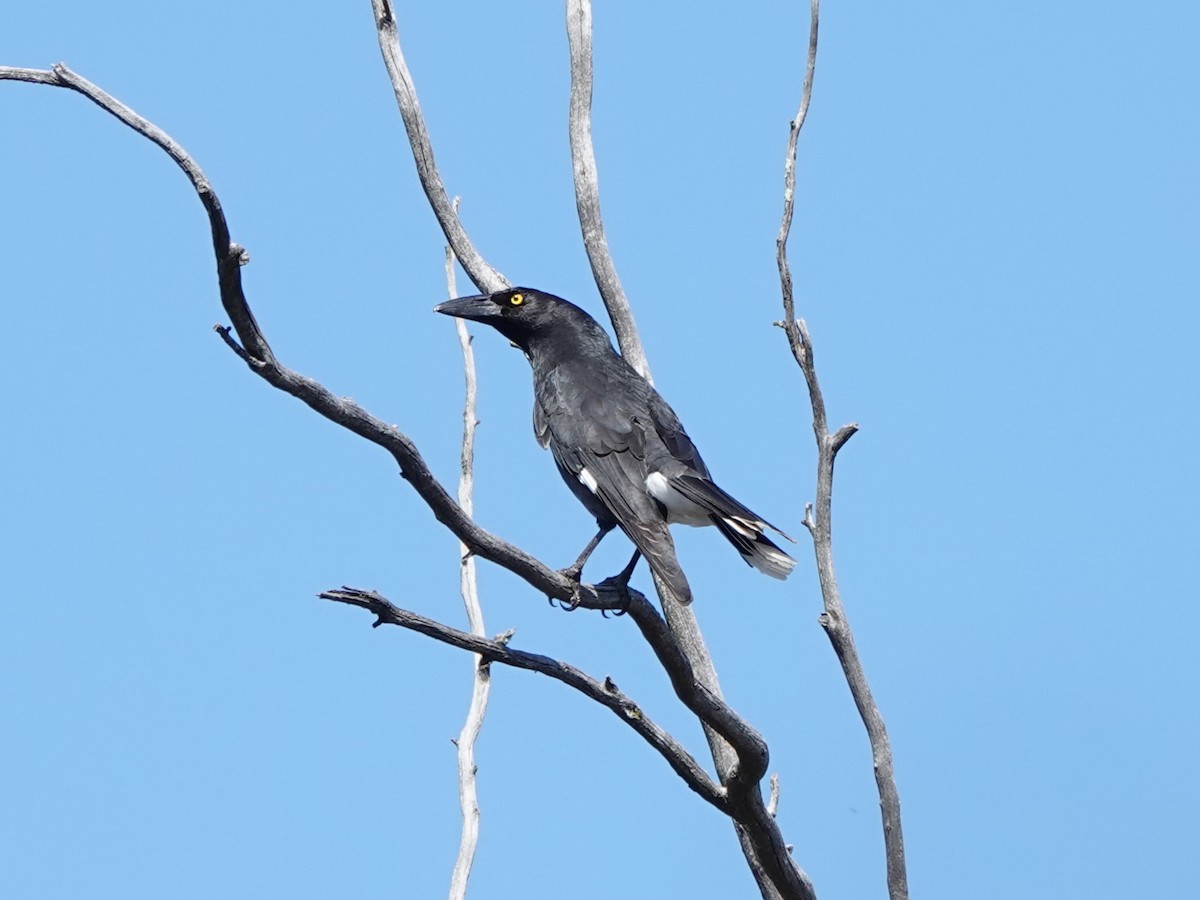 Pied Currawong - ML617455578