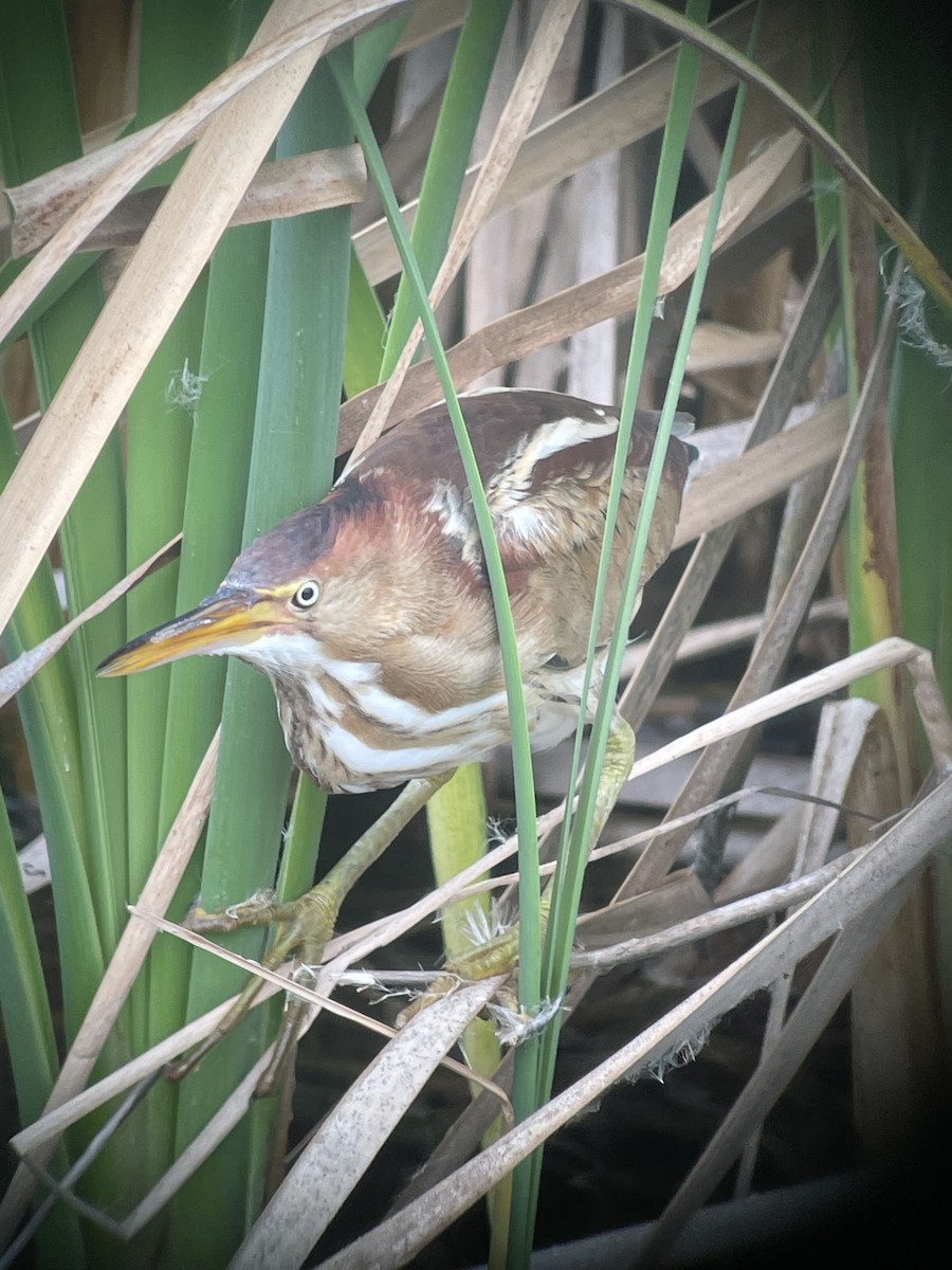 Least Bittern - Larry Maurin