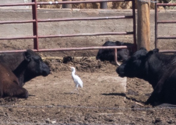 Western Cattle Egret - Ric Olson