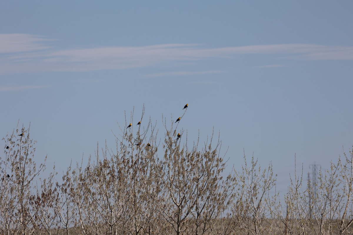 Yellow-headed Blackbird - ML617455663