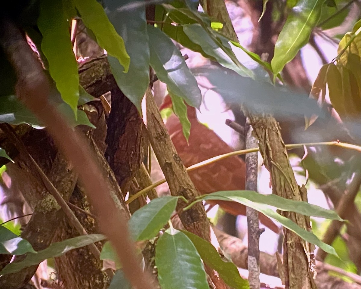 Ruddy Quail-Dove - Hernan Riverol