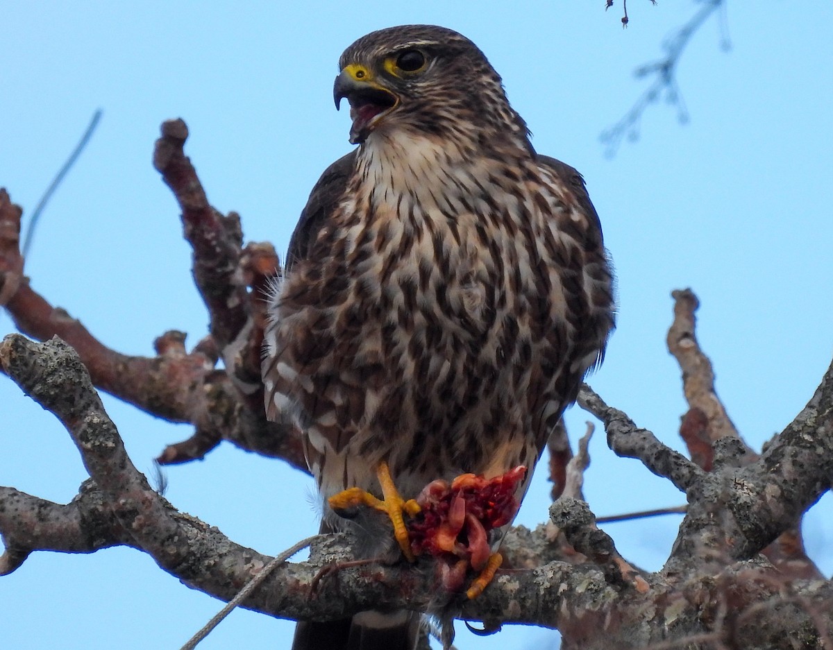 Merlin - Sara Gravatt-Wimsatt