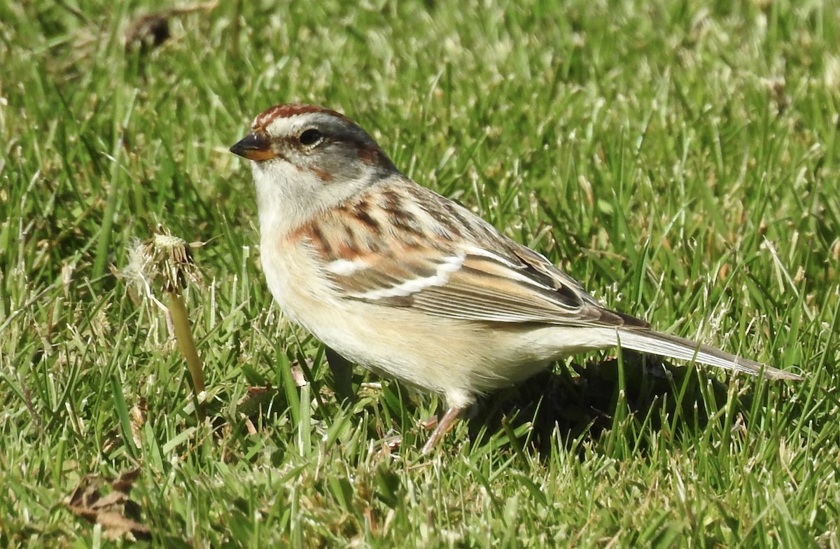 American Tree Sparrow - klaus emmaneel