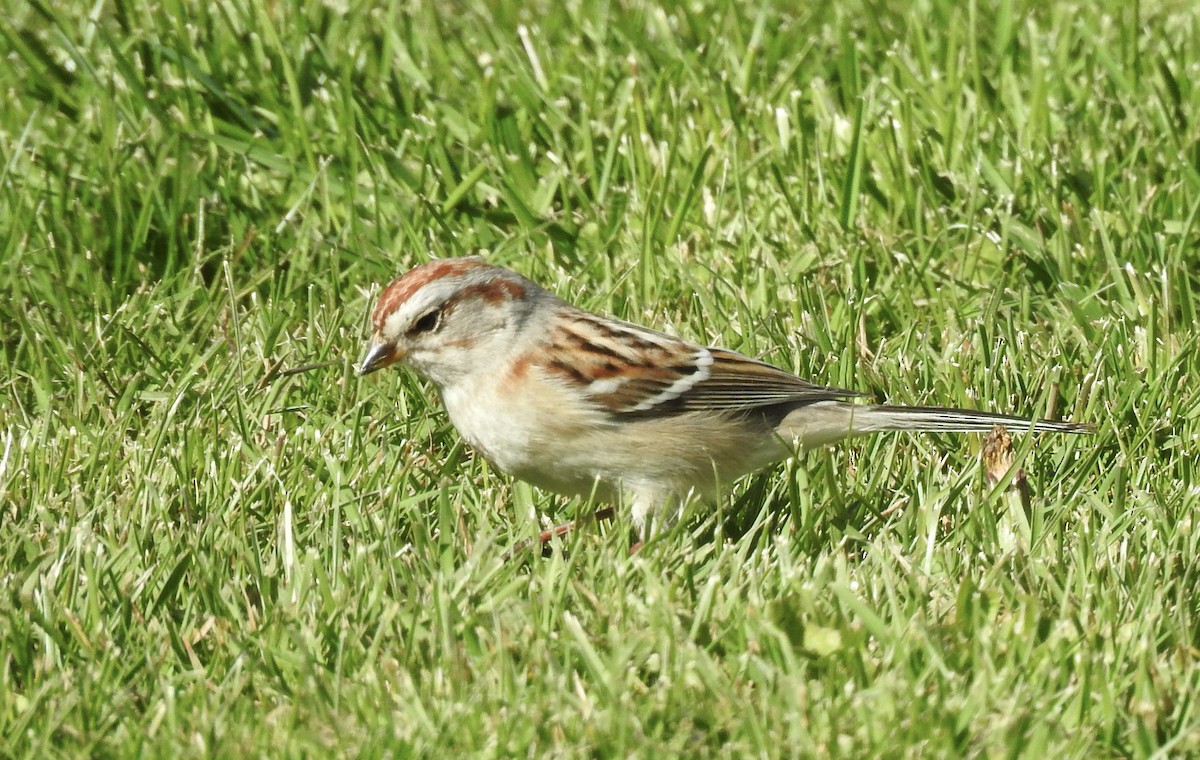 American Tree Sparrow - klaus emmaneel
