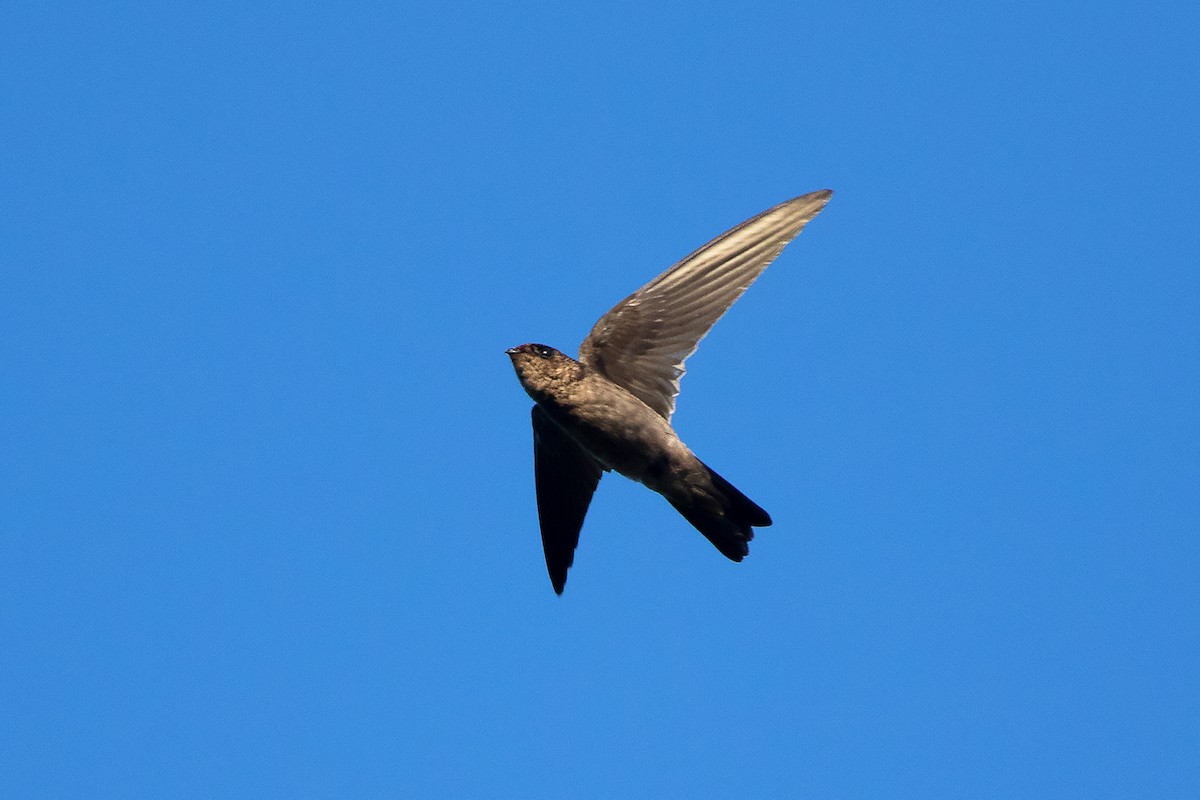 Black-nest Swiftlet - ML617455710