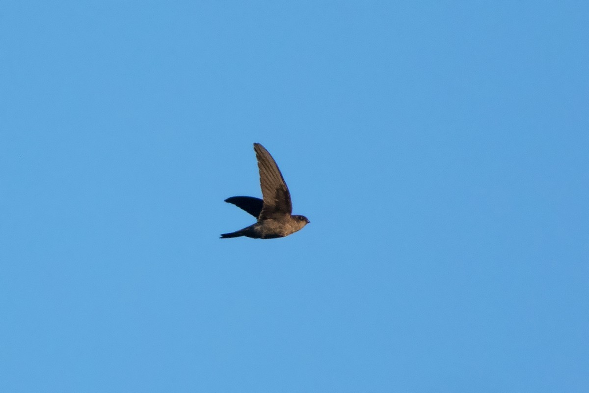 Black-nest Swiftlet - ML617455715