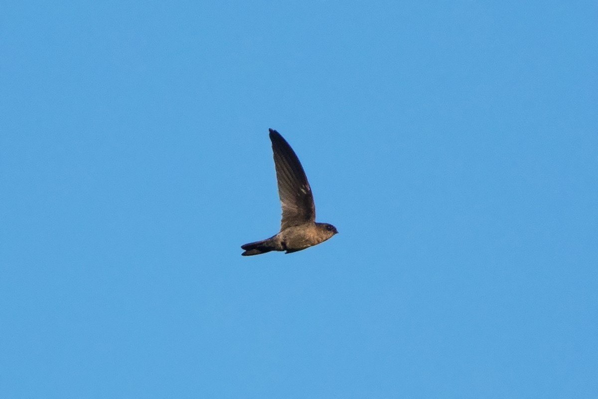 Black-nest Swiftlet - ML617455716