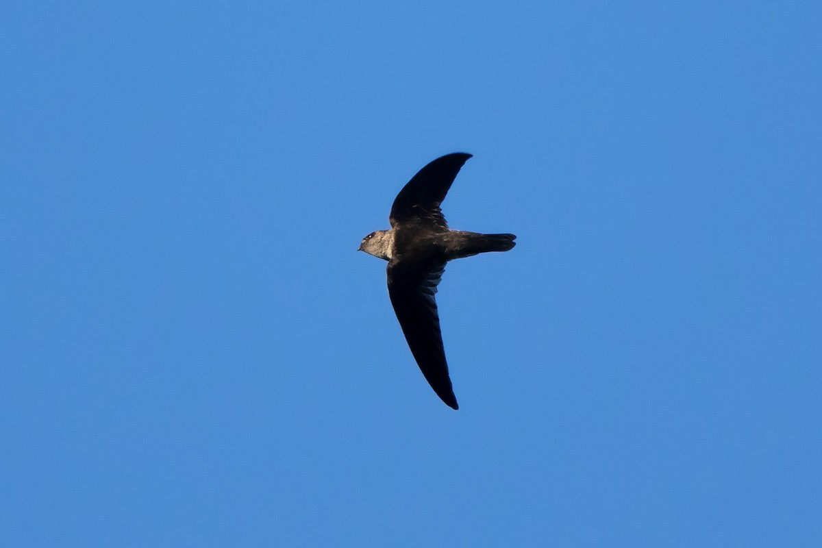 Black-nest Swiftlet - Ayuwat Jearwattanakanok