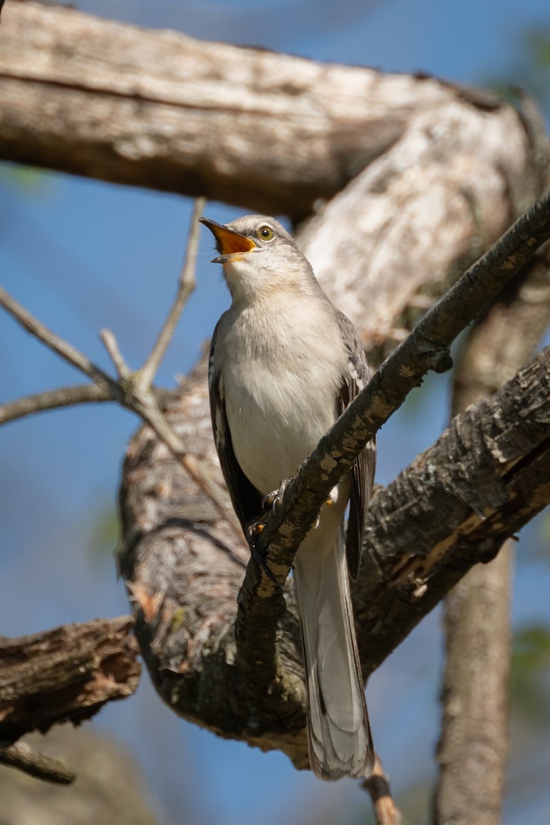 Northern Mockingbird - Brian Fleming