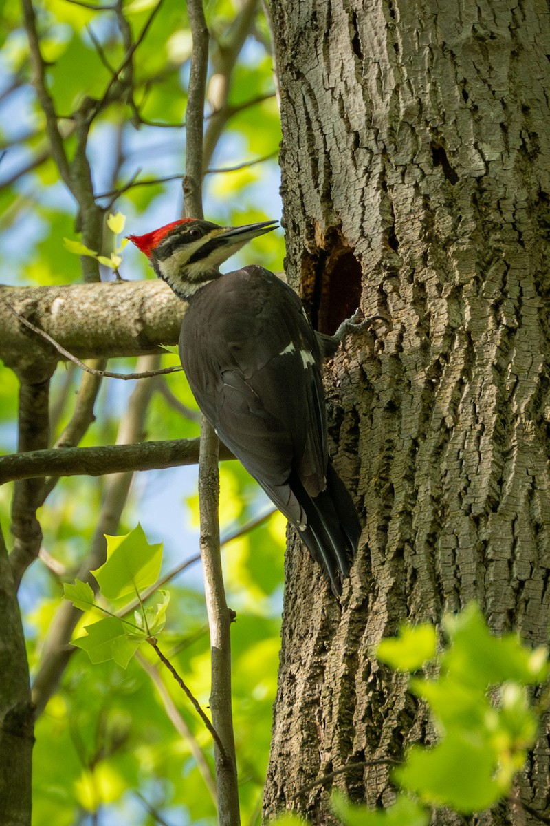 Pileated Woodpecker - Brian Fleming