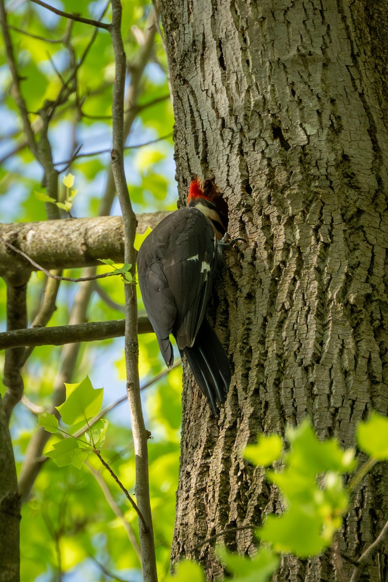 Pileated Woodpecker - Brian Fleming