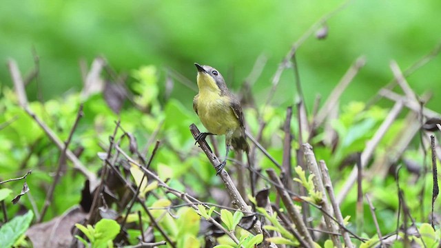 Golden-bellied Gerygone - ML617455734