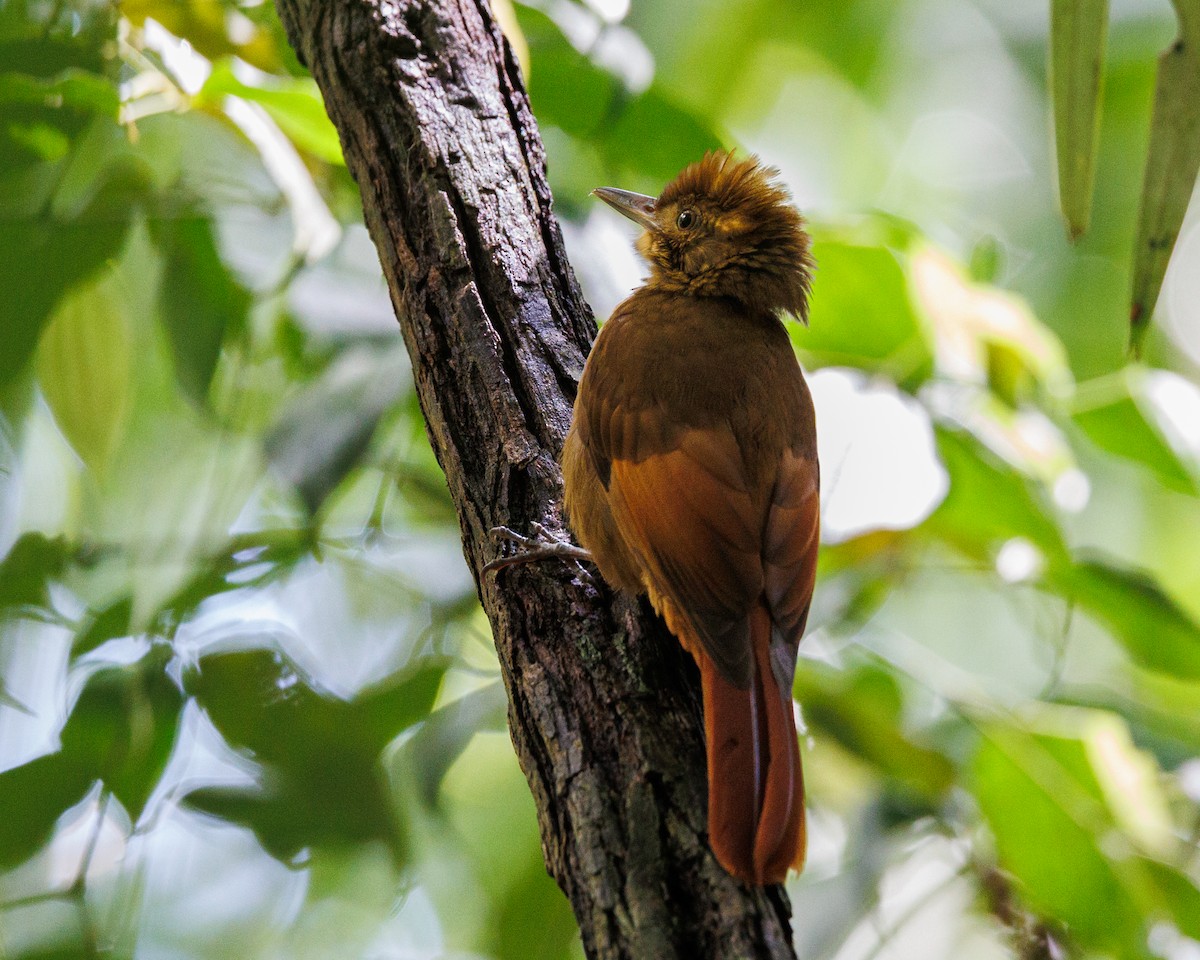 Tawny-winged Woodcreeper - ML617455747