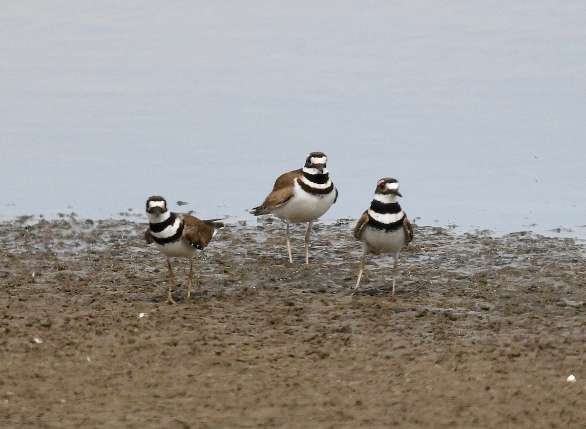 Killdeer - ML617455771