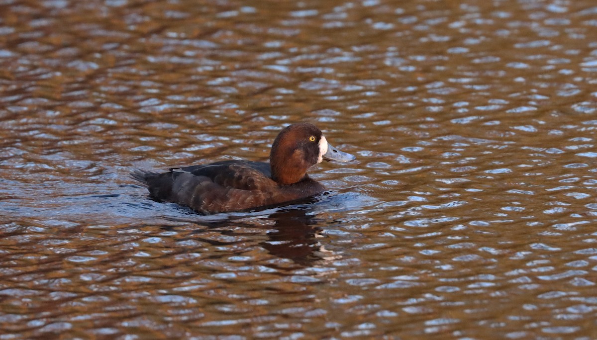 Greater Scaup - Stefan Mutchnick