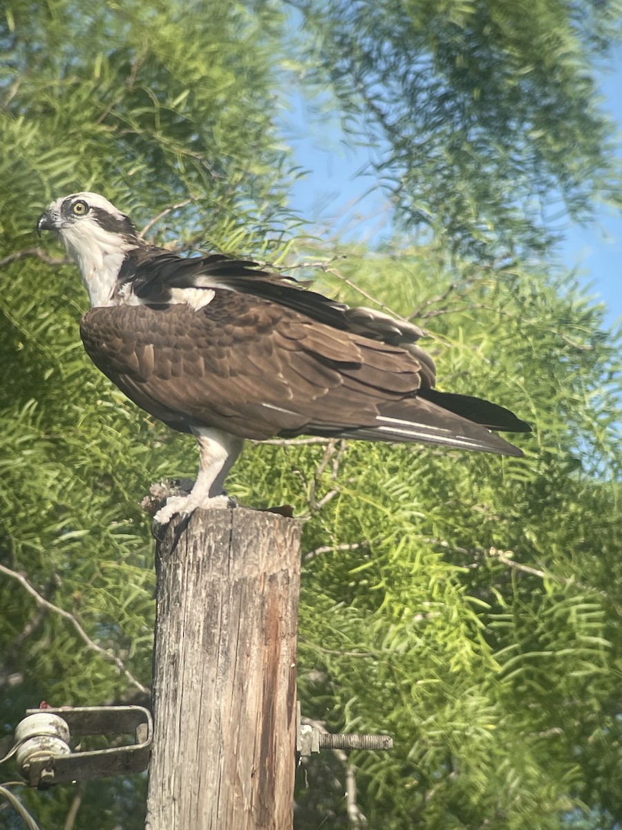 Águila Pescadora - ML617455788