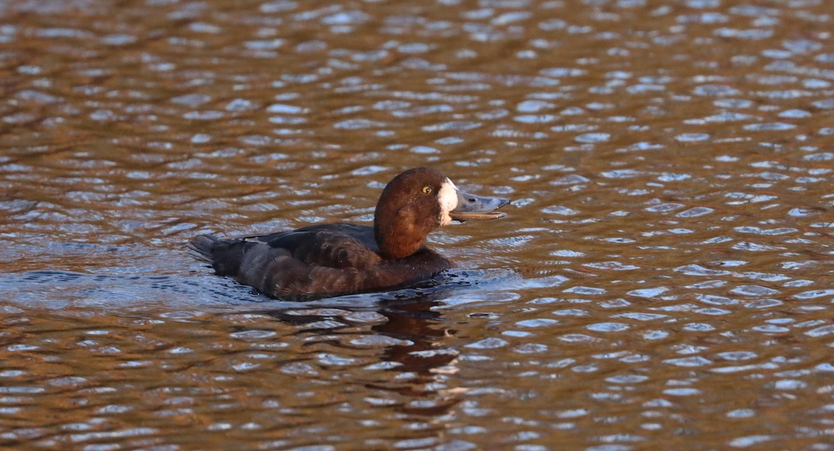 Greater Scaup - Stefan Mutchnick