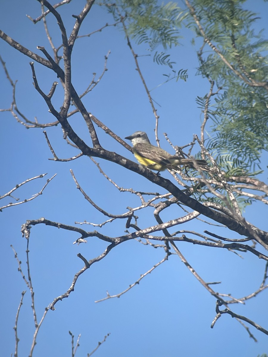 Couch's Kingbird - ML617455813