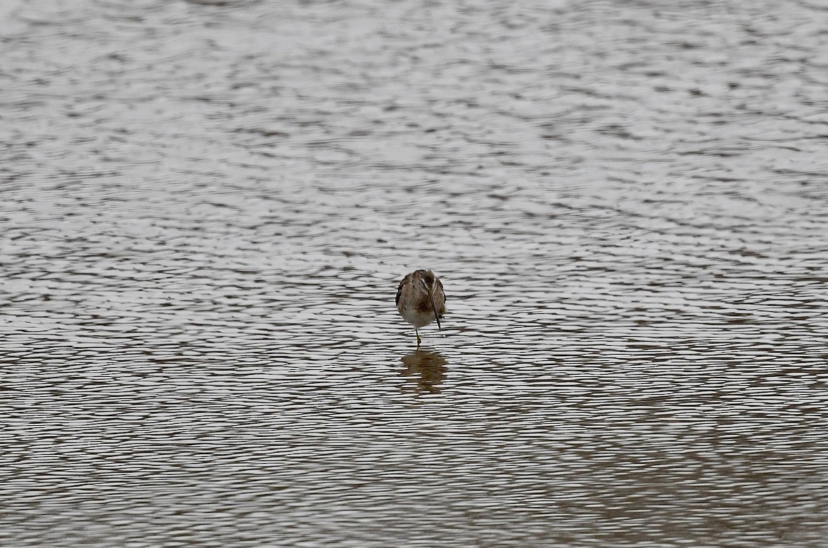 Long-billed Dowitcher - ML617455818