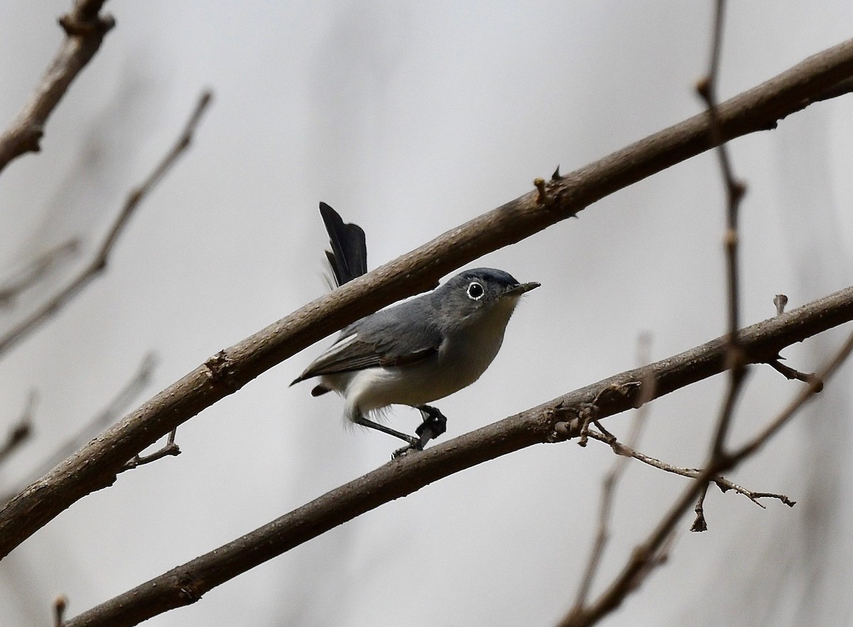 Blue-gray Gnatcatcher - ML617455851