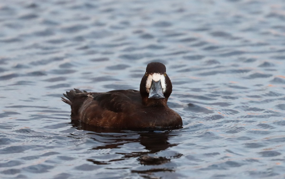 Greater Scaup - Stefan Mutchnick