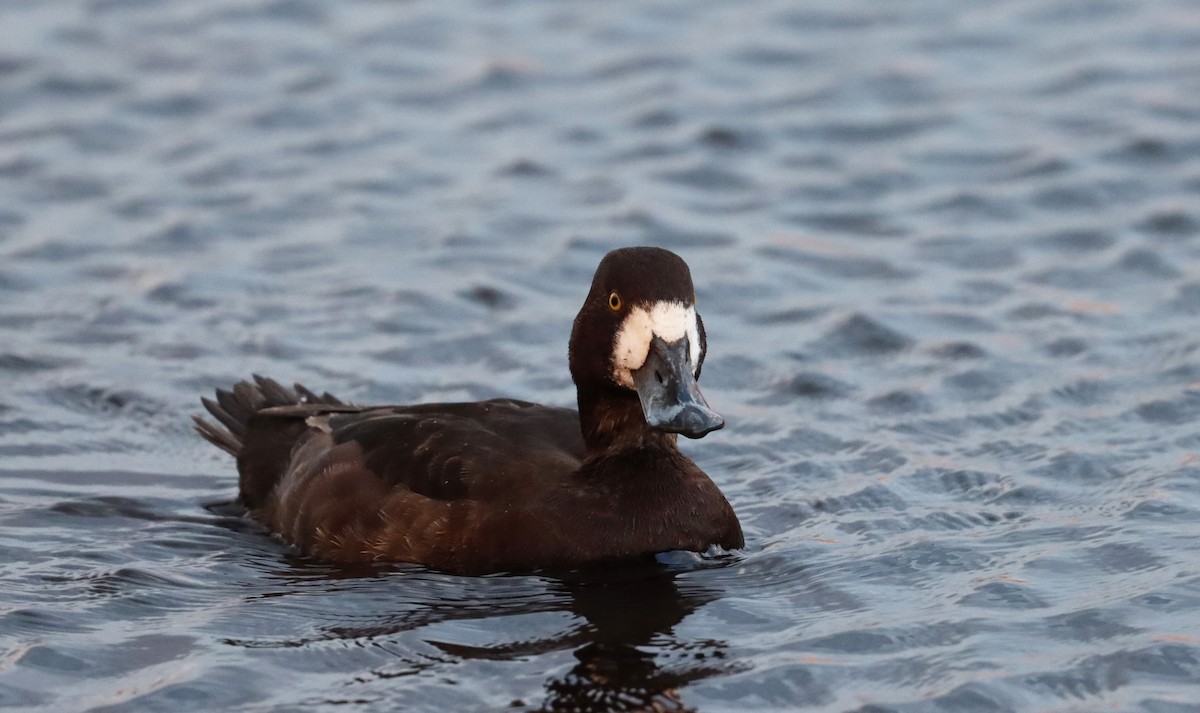 Greater Scaup - Stefan Mutchnick