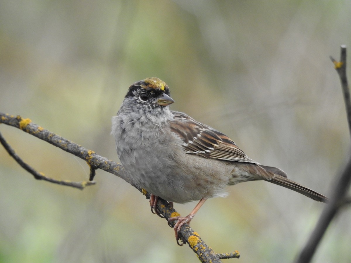 Bruant à couronne dorée - ML617455939