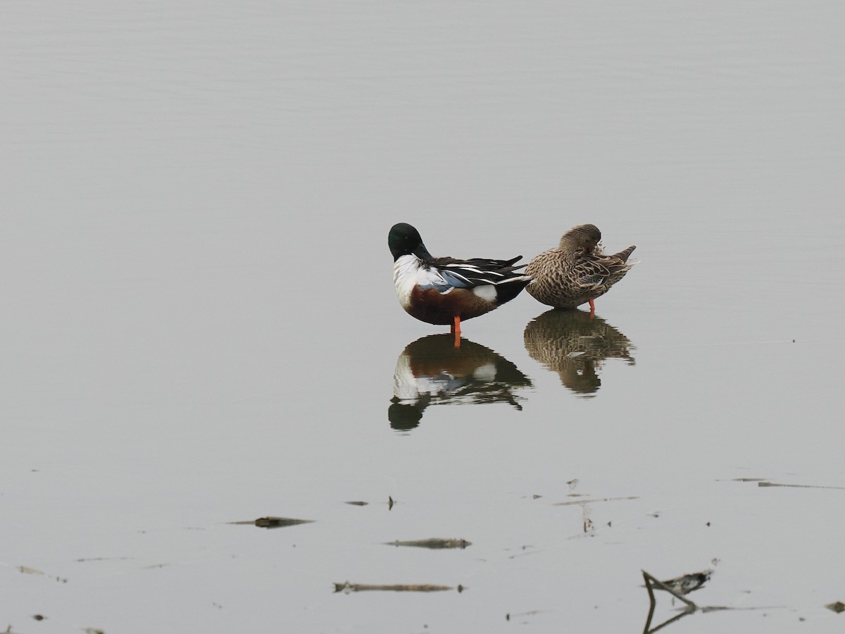 Northern Shoveler - ML617455974