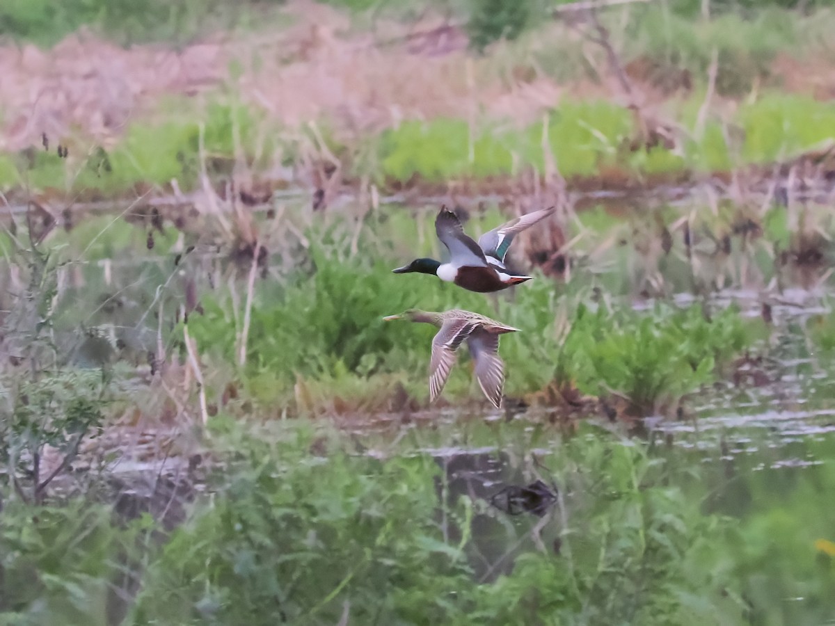 Northern Shoveler - ML617455975