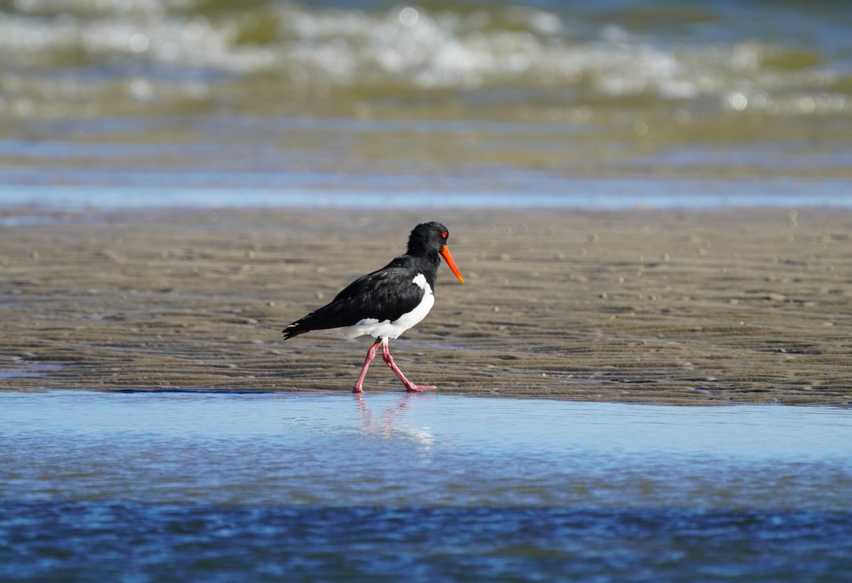 Pied Oystercatcher - ML617456068