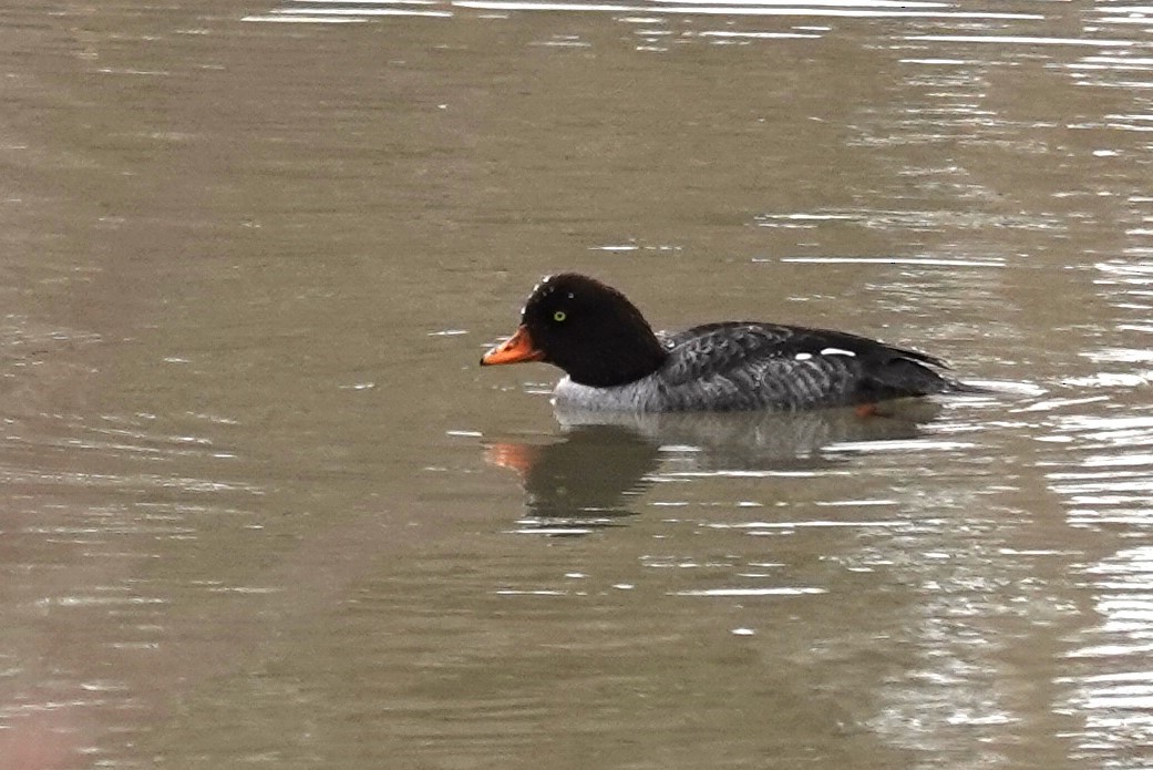 Barrow's Goldeneye - ML617456113