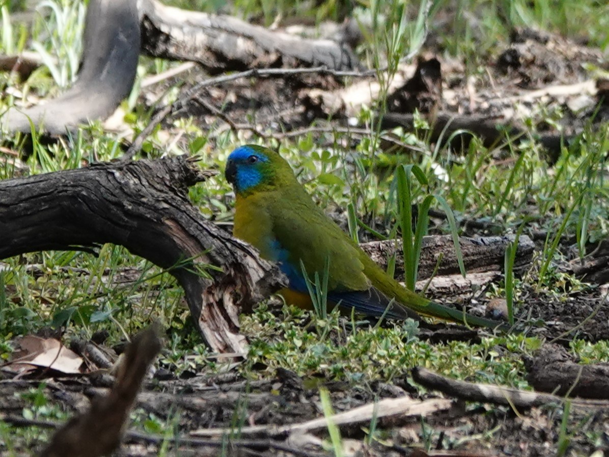 Turquoise Parrot - Steve Kornfeld