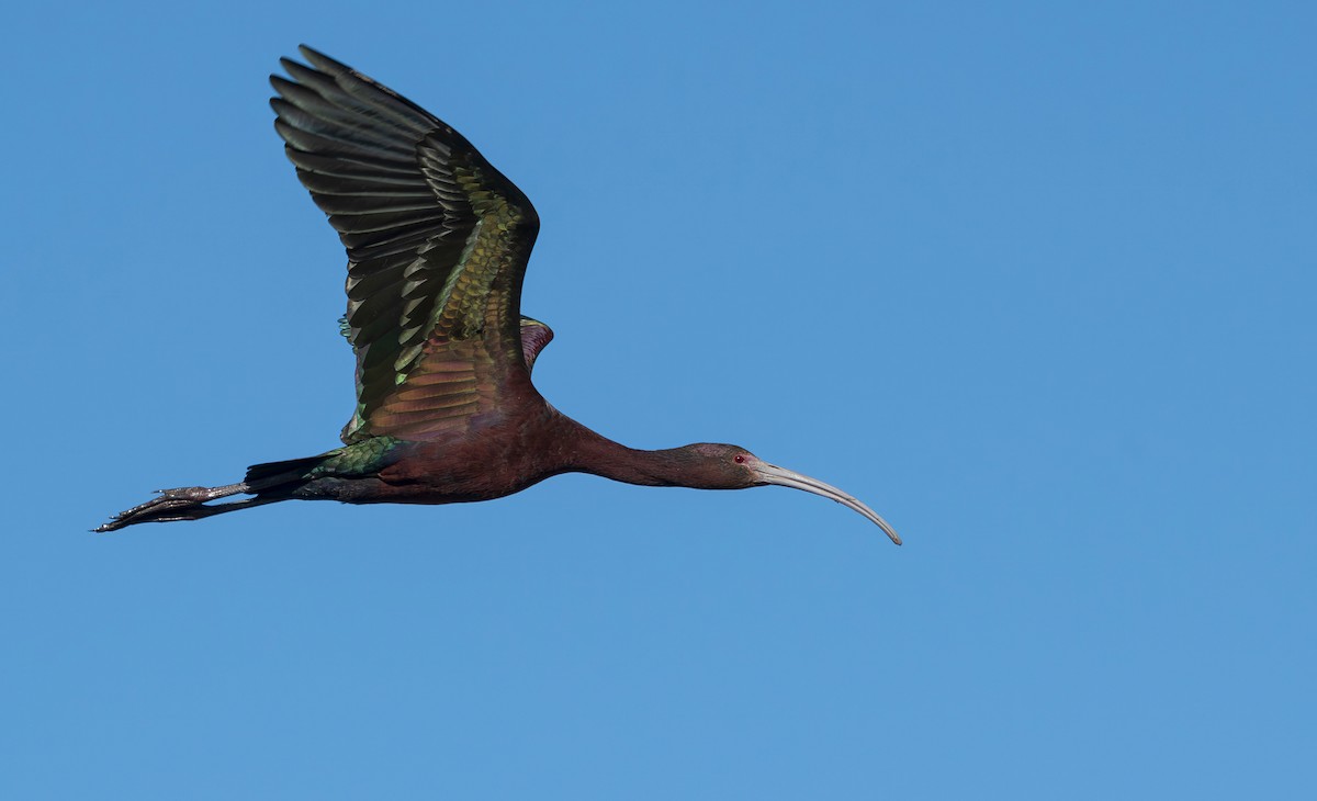 White-faced Ibis - ML617456210