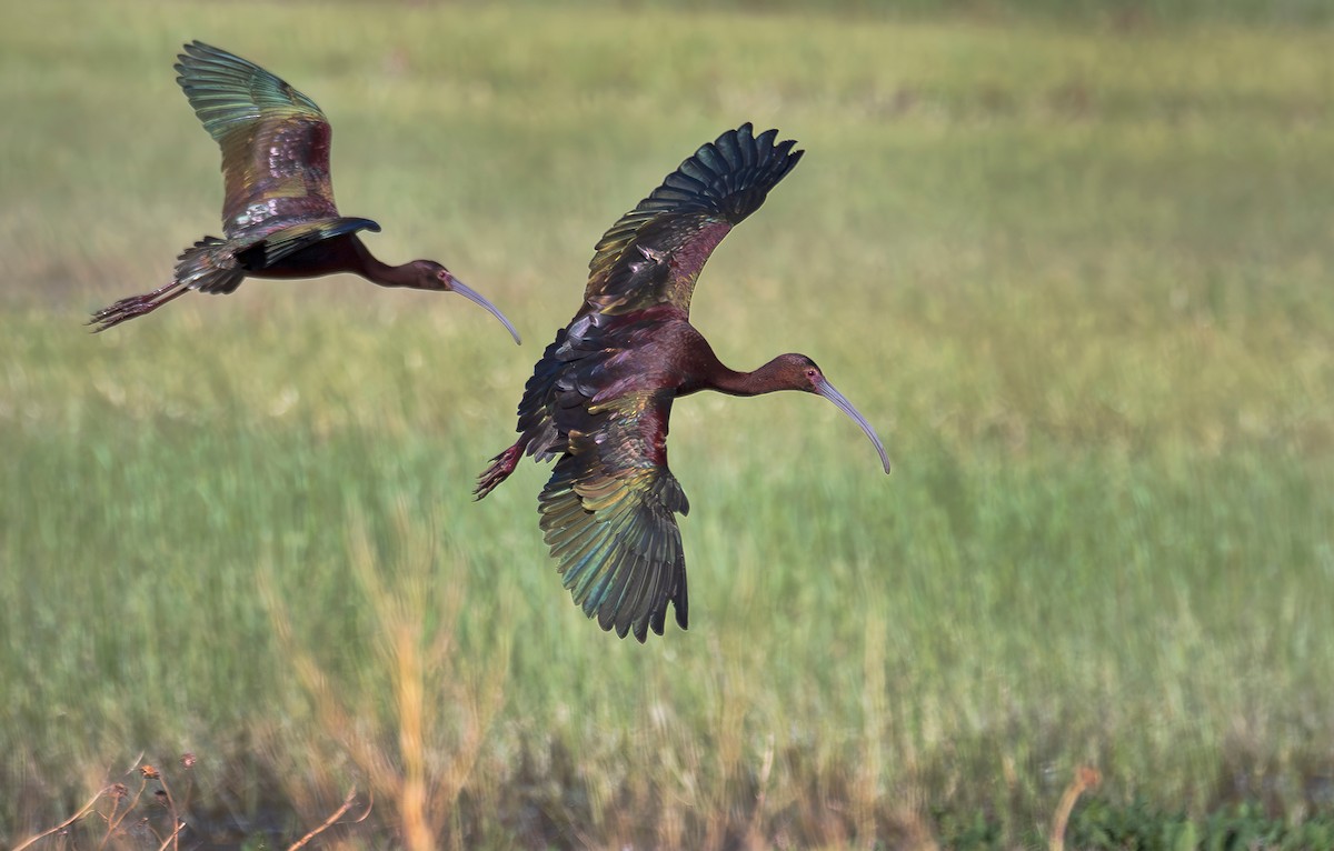 White-faced Ibis - ML617456211