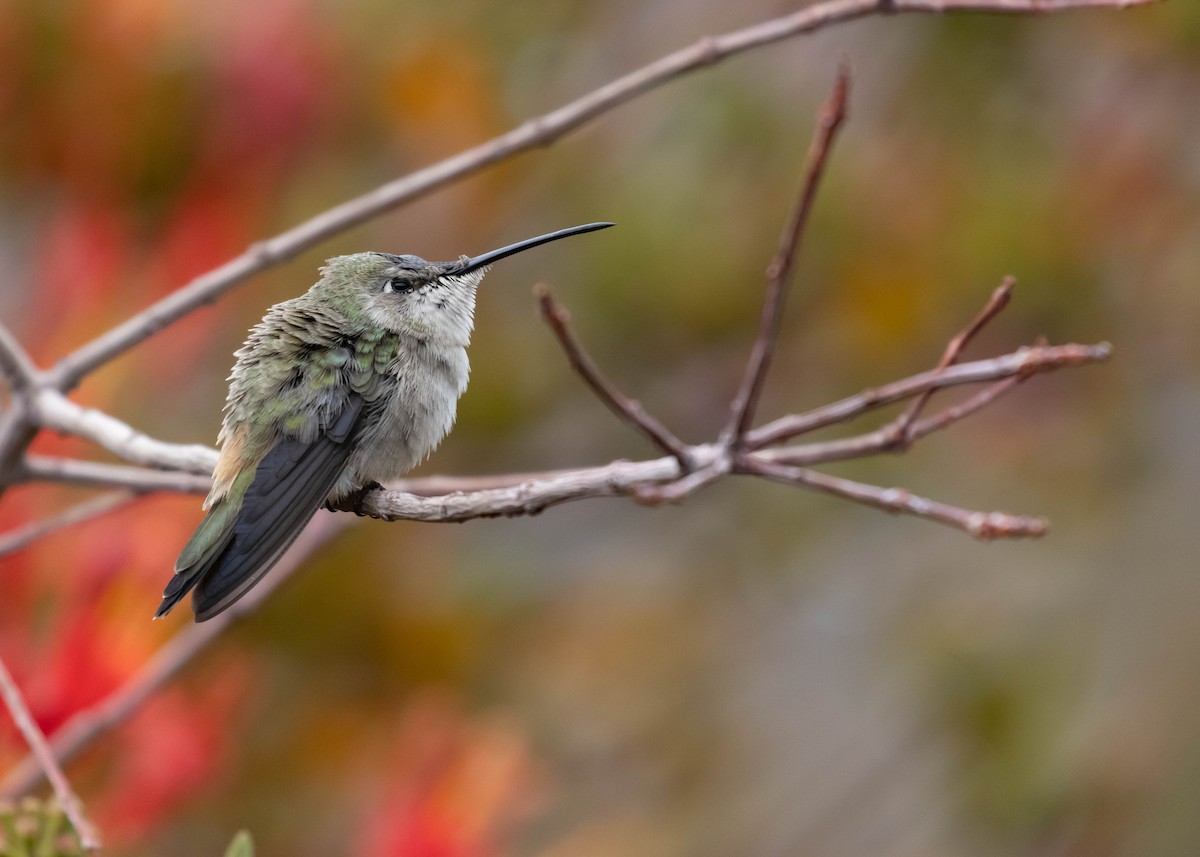 Oasis Hummingbird - Luis  Castillo Torres