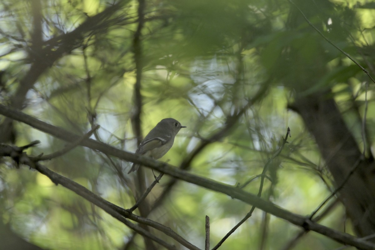 Ruby-crowned Kinglet - Justin Riley