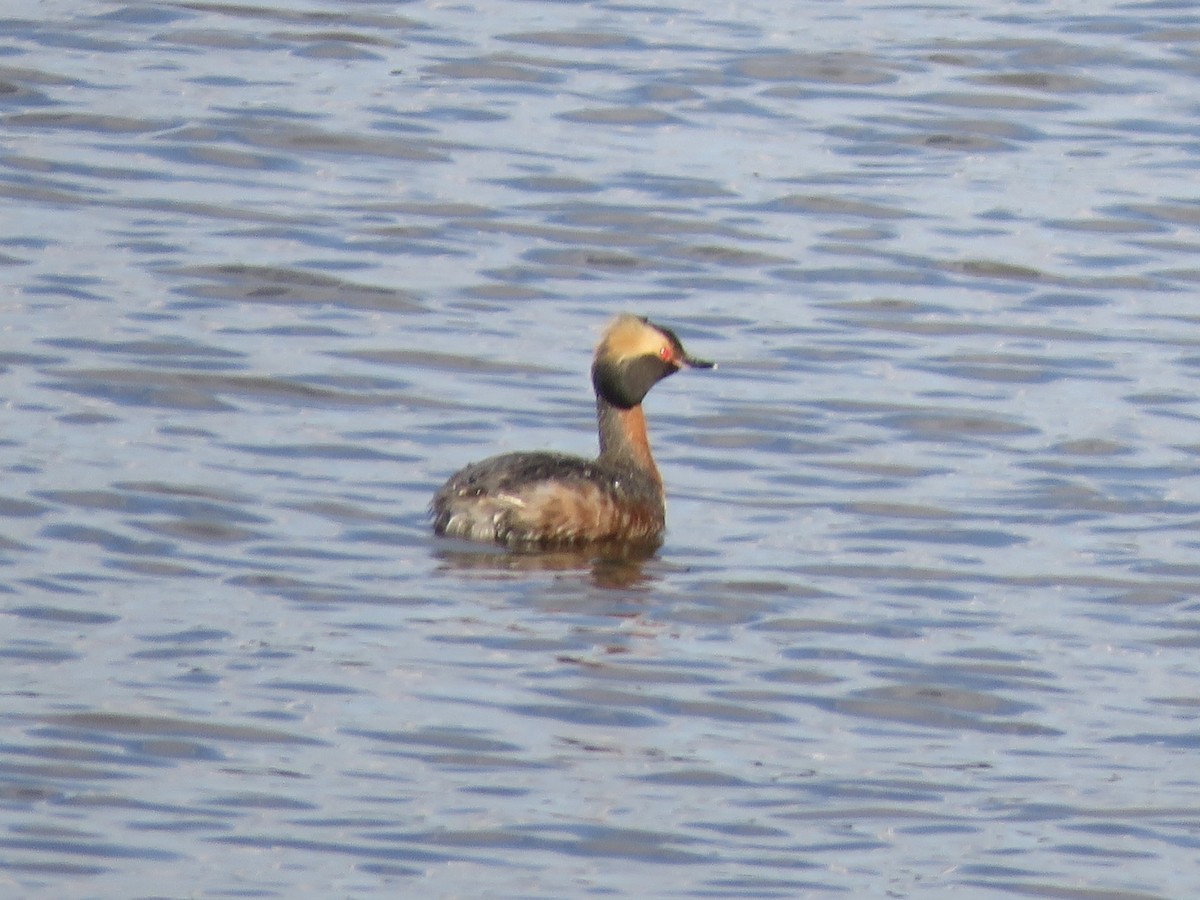 Horned Grebe - David Padulo